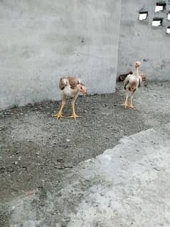 o shamo pair for sale healthy and active long height