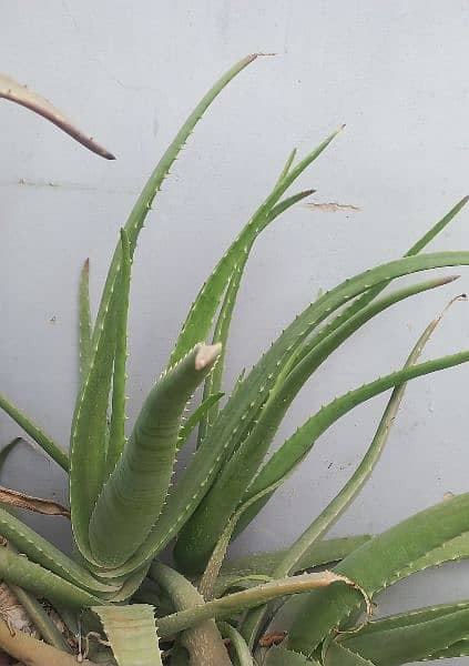 aloe vera 0