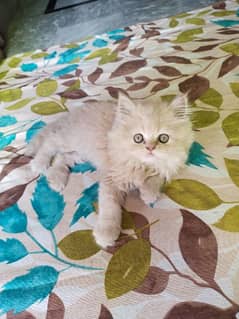 Persian Kitten 3 coated Fully active and washroom train