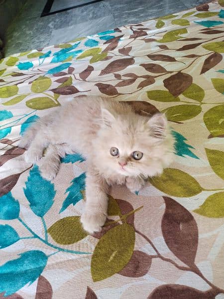 Persian Kitten 3 coated Fully active and washroom train 1