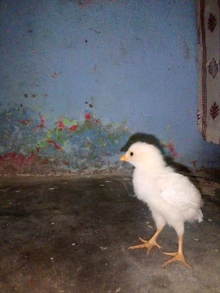 Heera Aseel chick available pure paper white for sale 1