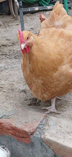 Pure Breed Fertile Eggs Buff Orpington Fancy Chicken Murgi Poultry 2