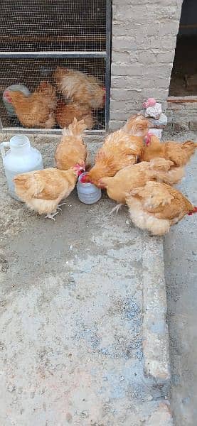 Pure Breed Fertile Eggs Buff Orpington Fancy Chicken Murgi Poultry 3