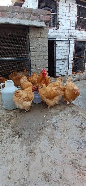 Pure Breed Fertile Eggs Buff Orpington Fancy Chicken Murgi Poultry 4