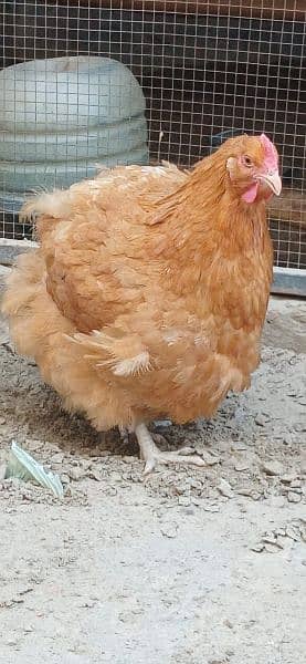 Pure Breed Fertile Eggs Buff Orpington Fancy Chicken Murgi Poultry 5
