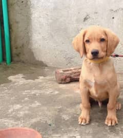 British labrador puppy for sale