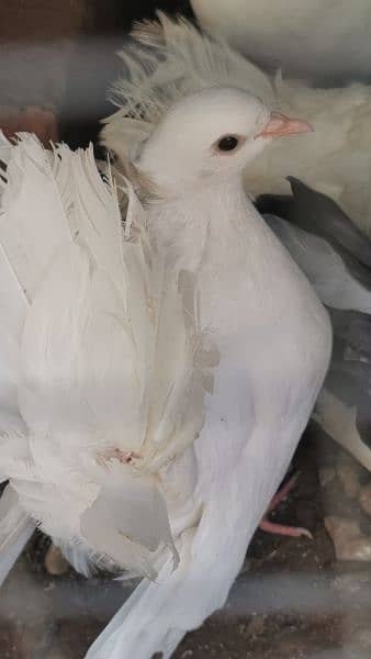 lakhy pigeon pure white 0