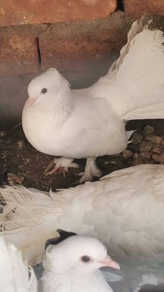 lakhy pigeon pure white 1