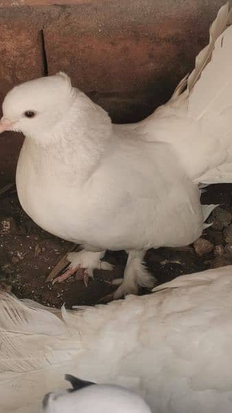 lakhy pigeon pure white 2