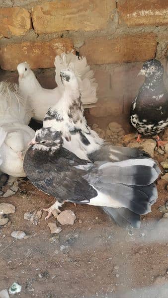 lakhy pigeon pure white 4