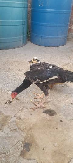 haseel hens for sale