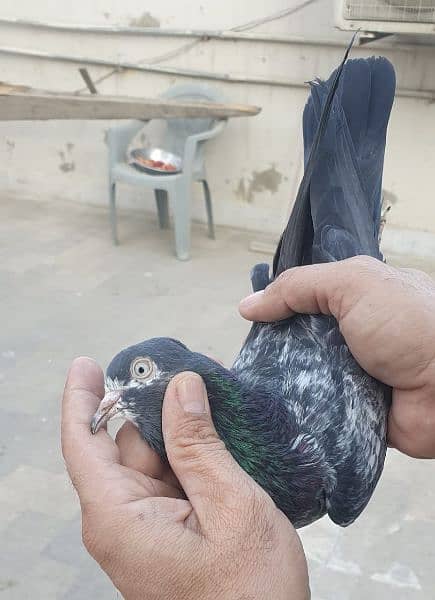 Pigeon for Sale 0