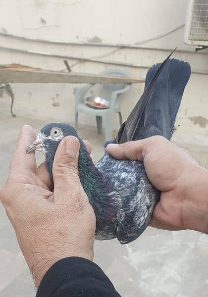 Pigeon for Sale 1