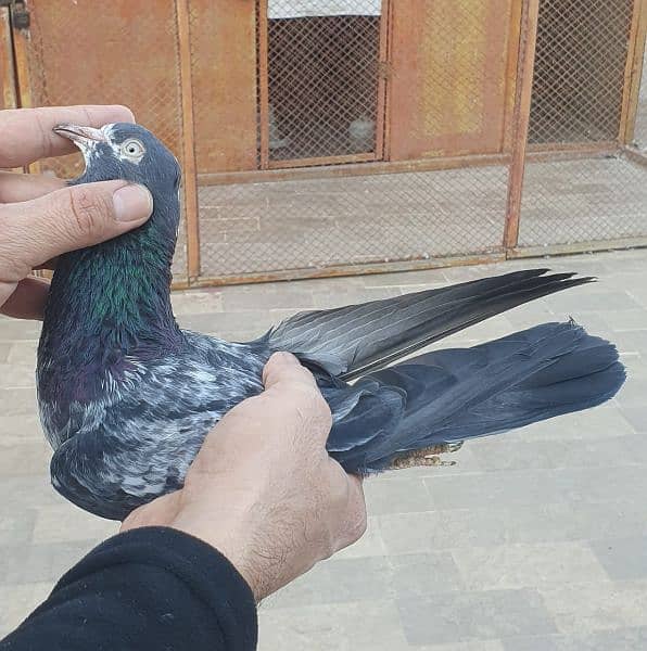 Pigeon for Sale 2