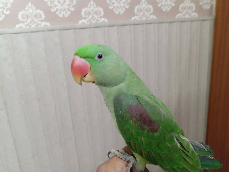 Raw parrots for sale 0