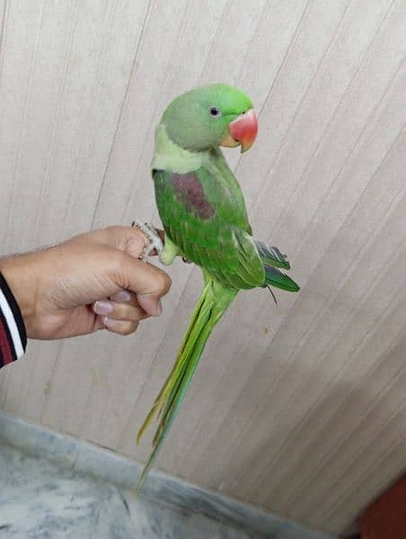 Raw parrots for sale 1