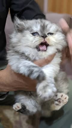 Persian kitten fully fluffy