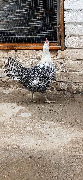 Pure Heritage Breed Silver Braekel Belgium 2