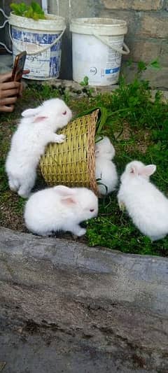 Angora rabbit ( babies)