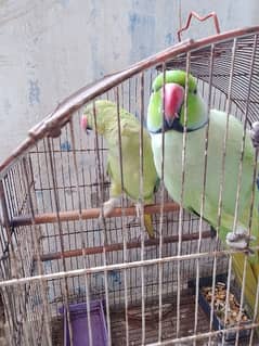 pair of trend parrots