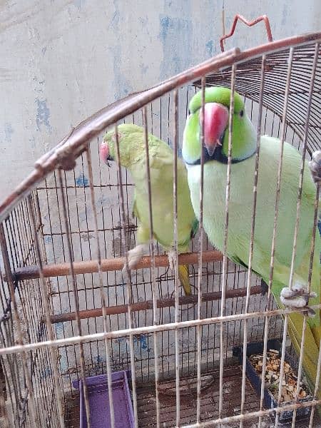 pair of trend parrots 0