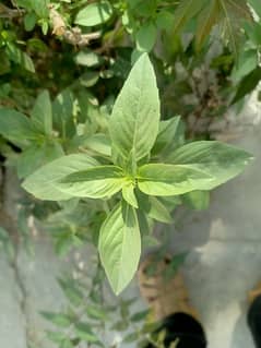 Tulsi Holy Basils