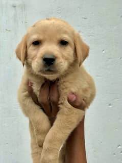 British Labrador male/ female puppies for sale