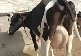 Frizan cow 14 kg milk