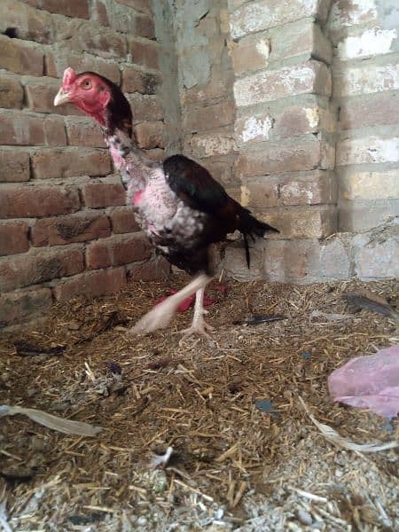 Heera Aseel chicks 5