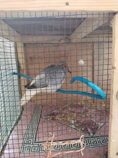common dove pair and 1 pattha for sale