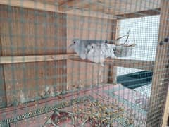common dove pair and 1 male dove for sale