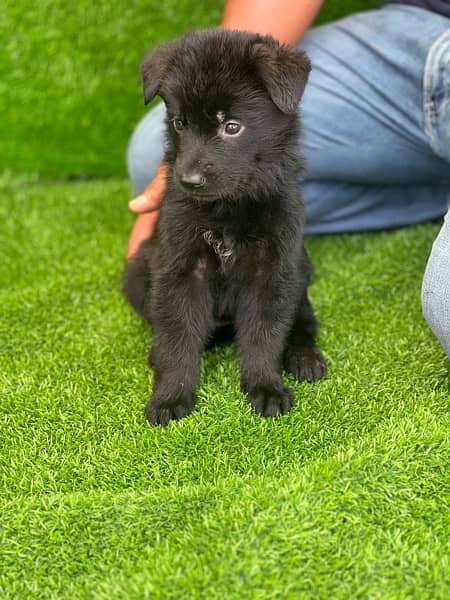 high quality german shepherd puppies 0