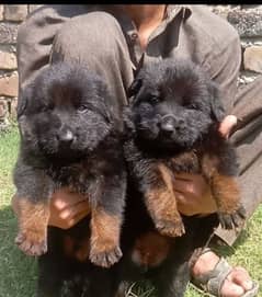 German long coat male female available for sale