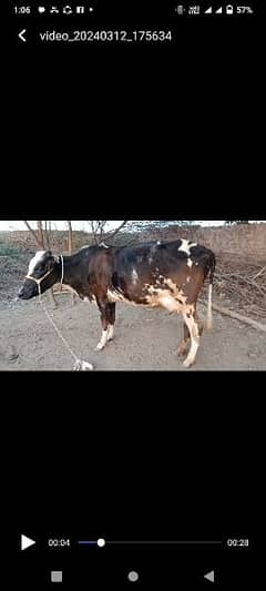 cross cow for sale 0
