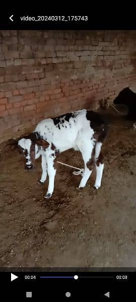 cross cow for sale 2
