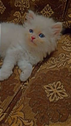 persian kitten 13000 per kitten