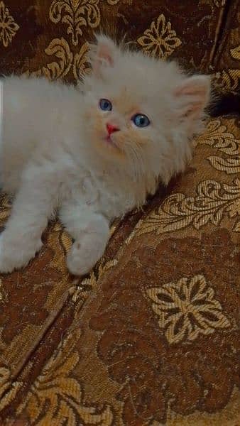 persian kitten 13000 per kitten 0