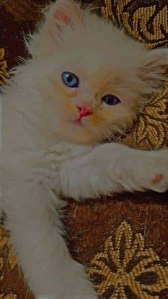 persian kitten 13000 per kitten 1