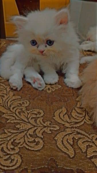 persian kitten 13000 per kitten 2