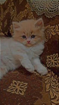 persian kitten 13000