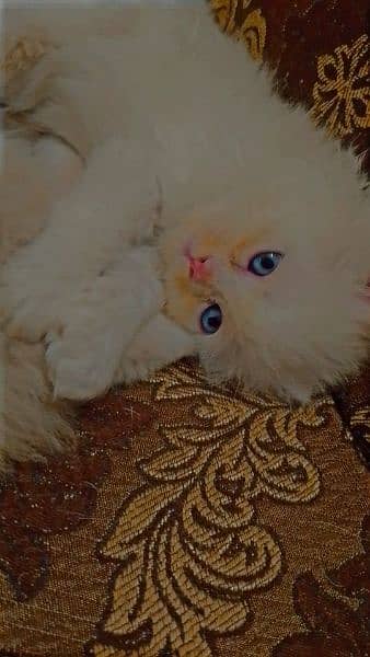 persian kitten 13000 per kitten 4