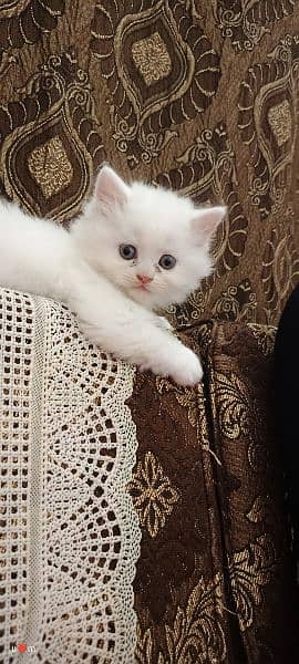 persian kitten 13000 per kitten 5