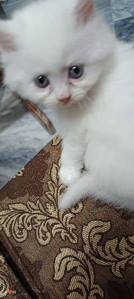 persian kitten 13000 per kitten 6