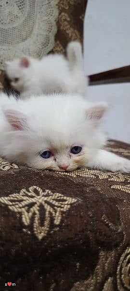 persian kitten 13000 per kitten 7