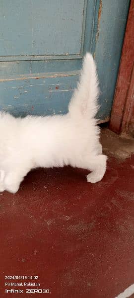 persian kitten 13000 per kitten 8