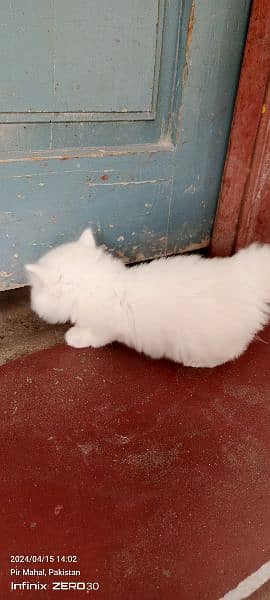persian kitten 13000 per kitten 9