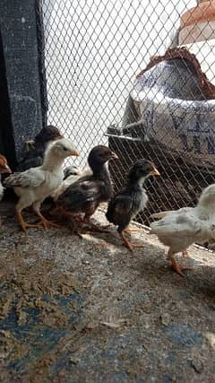 aseel chicks avaliable for sale