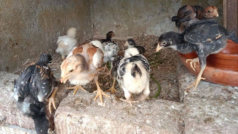 aseel chicks avaliable for sale 1