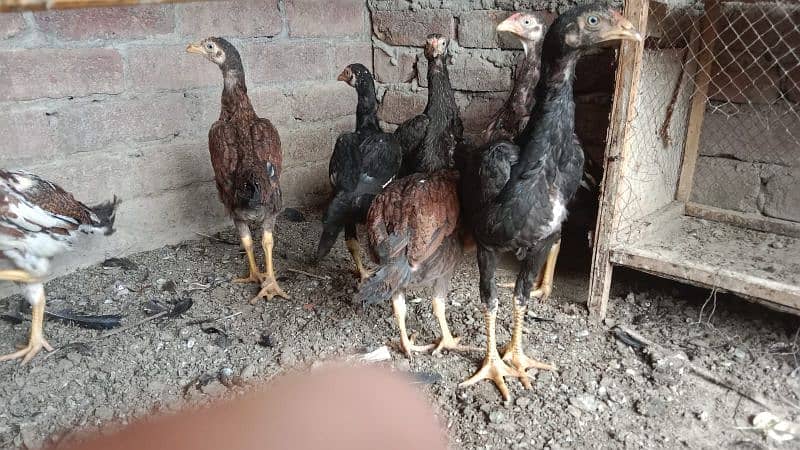 aseel chicks avaliable for sale 2