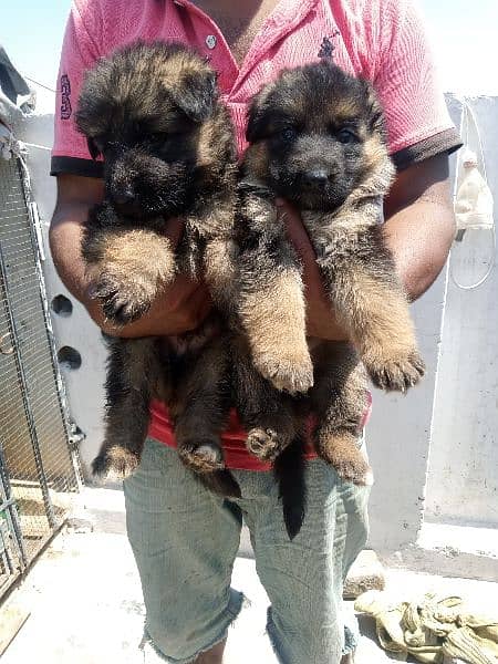 gsd long nonped female pup for sale healthy pup 2